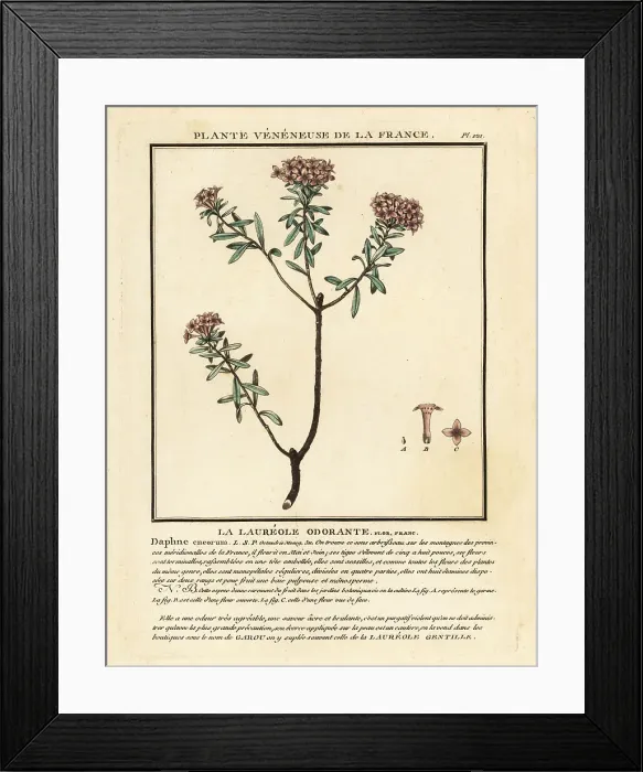 Framed Print : Garland flower, Daphne cneorum Framed Print : Garland flower, Daphne cneorum
