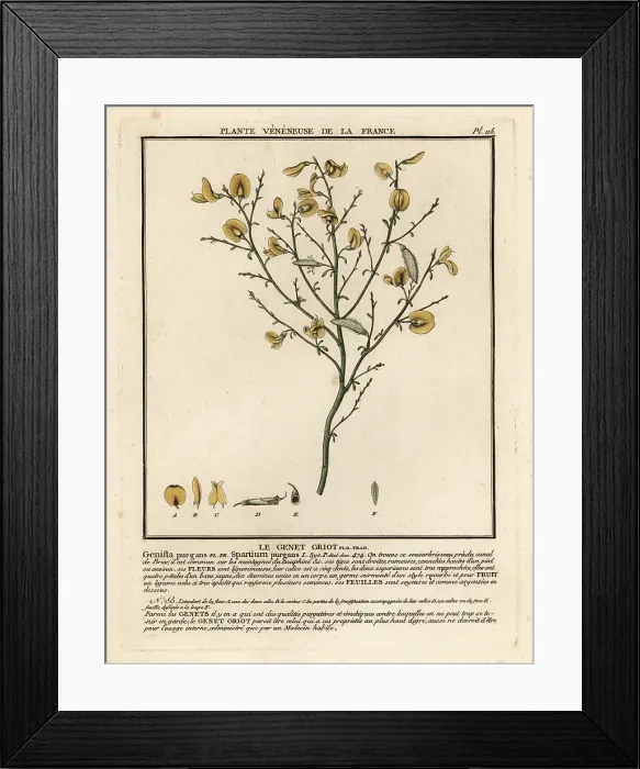 Framed Print : Purging broom, Cytisus purgans Framed Print : Purging broom, Cytisus purgans
