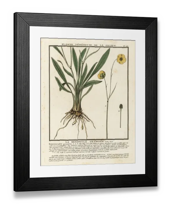 Framed Print : Grassy-leaved buttercup, Ranunculus gramineus Framed Print : Grassy-leaved buttercup, Ranunculus gramineus