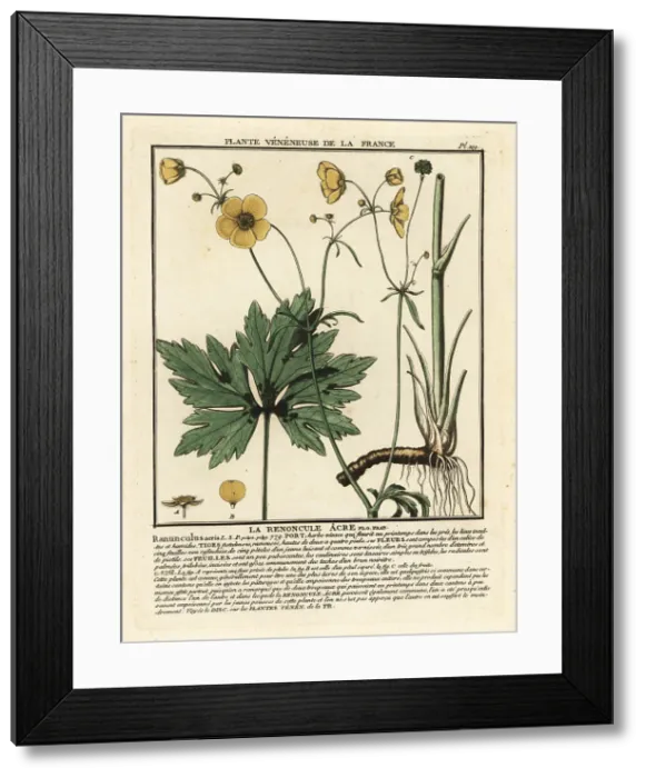 Framed Print : Common buttercup, Ranunculus acris Framed Print : Common buttercup, Ranunculus acris