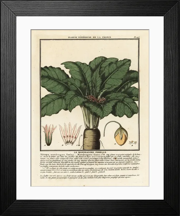 Framed Print : Mandrake, Mandragora officinarum Framed Print : Mandrake, Mandragora officinarum
