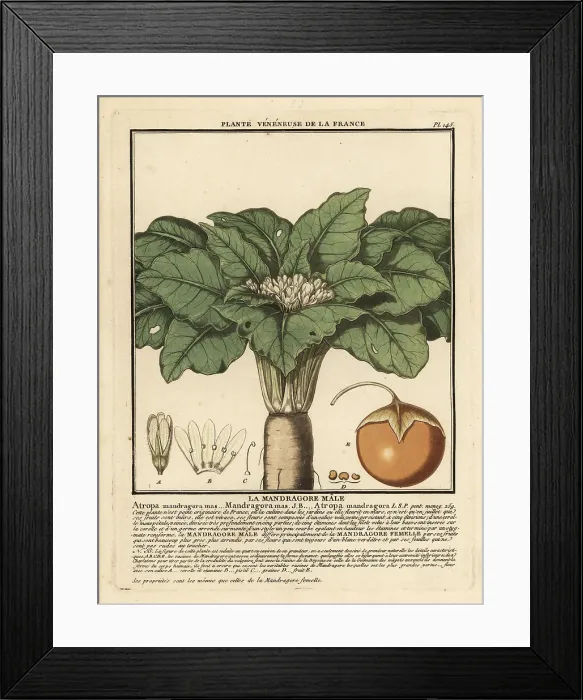 Framed Print : Mandrake, Mandragora officinarum Framed Print : Mandrake, Mandragora officinarum