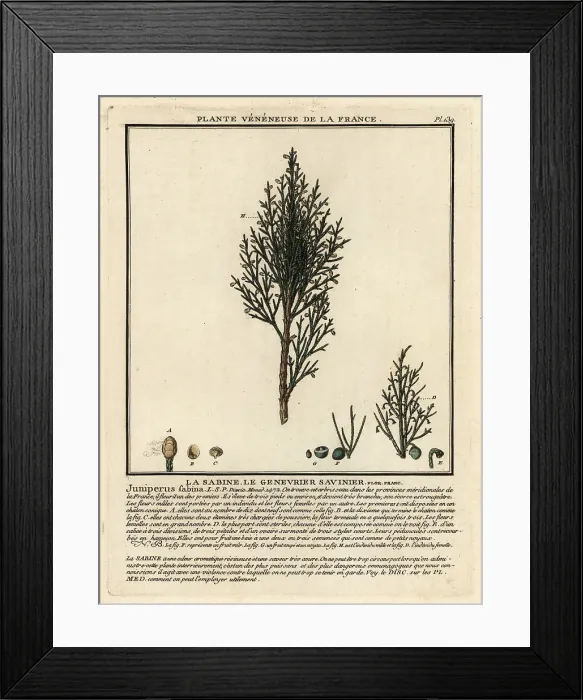 Framed Print : Savin juniper or savin, Juniperus sabina Framed Print : Savin juniper or savin, Juniperus sabina