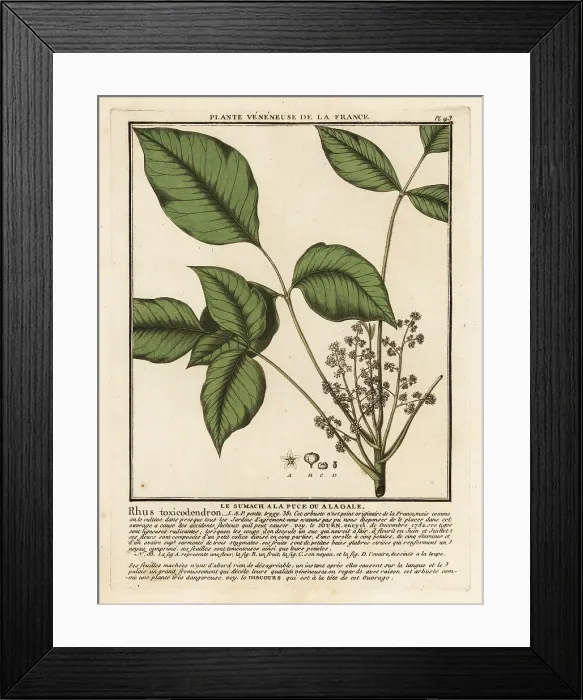 Framed Print : Atlantic poison oak, Toxicodendron pubescens Framed Print : Atlantic poison oak, Toxicodendron pubescens