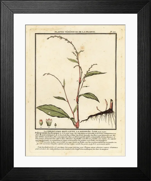 Framed Print : Water pepper, Persicaria hydropiper Framed Print : Water pepper, Persicaria hydropiper