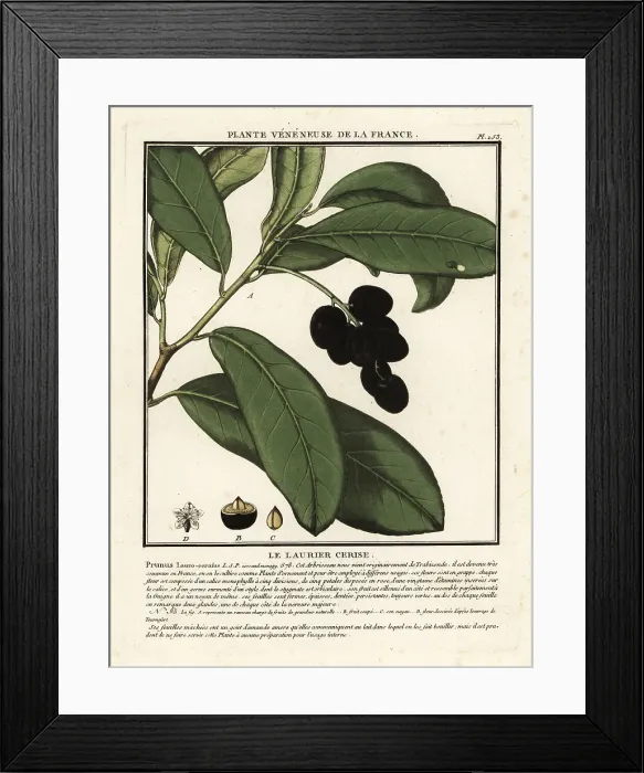 Framed Print : Cherry laurel, Prunus laurocerasus Framed Print : Cherry laurel, Prunus laurocerasus