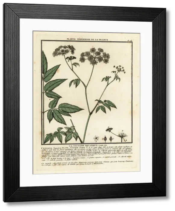 Framed Print : Cowbane, Cicuta virosa Framed Print : Cowbane, Cicuta virosa