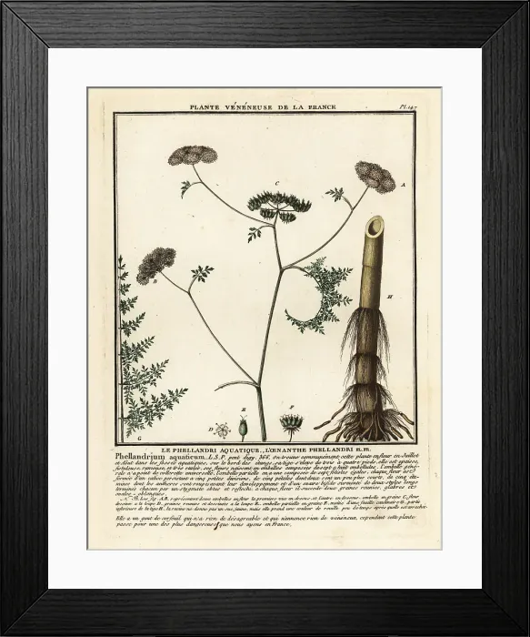 Framed Print : Fineleaf water dropwort, Oenanthe aquatica Framed Print : Fineleaf water dropwort, Oenanthe aquatica