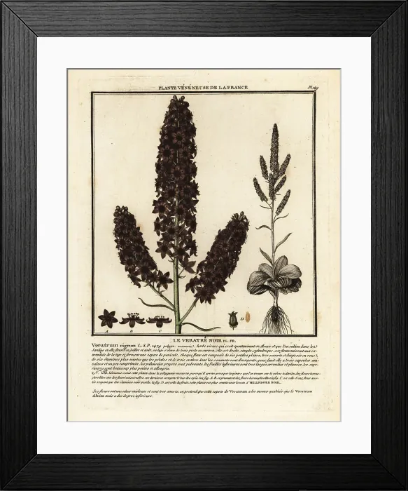 Framed Print : Black false hellebore, Veratrum nigrum Framed Print : Black false hellebore, Veratrum nigrum