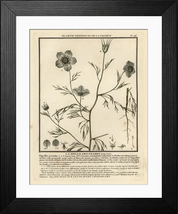 Framed Print : Love-in-a-mist. Nigella arvensis Framed Print : Love-in-a-mist. Nigella arvensis