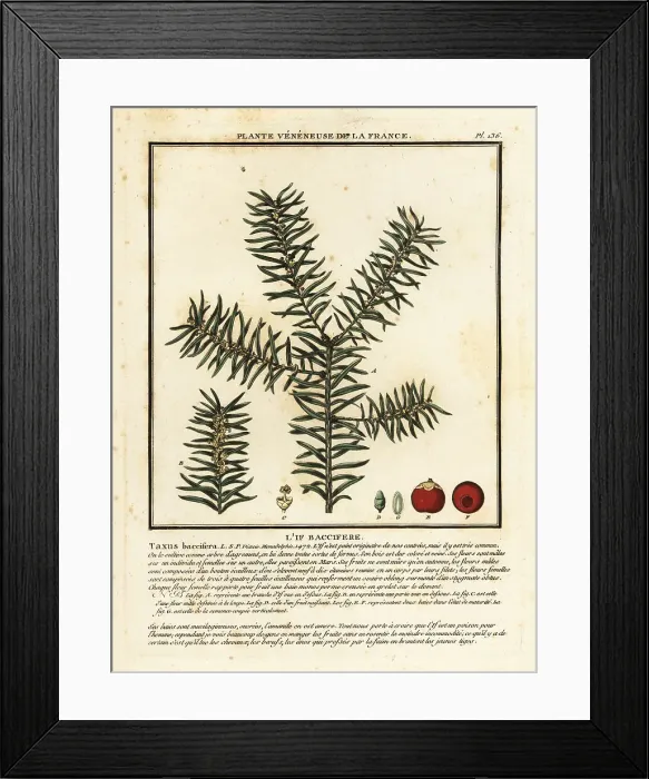 Framed Print : Common yew or English yew, Taxus baccata Framed Print : Common yew or English yew, Taxus baccata