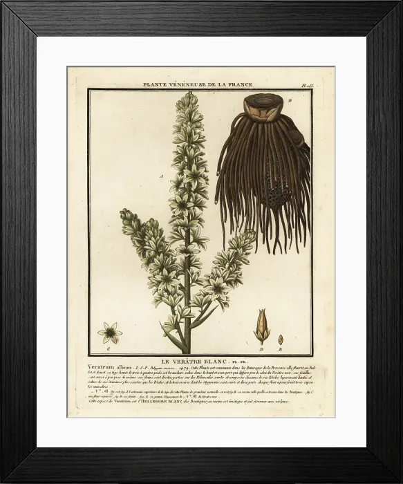 Framed Print : European white hellebore, Veratrum album Framed Print : European white hellebore, Veratrum album