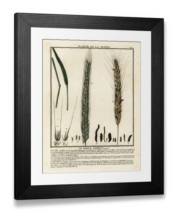 Framed Print : Rye, Le seigle commun, Secale cereale Framed Print : Rye, Le seigle commun, Secale cereale