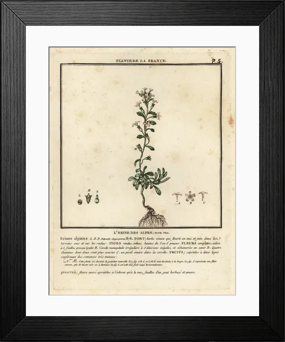 Framed Print : Fairy foxglove, Erinus alpinus Framed Print : Fairy foxglove, Erinus alpinus