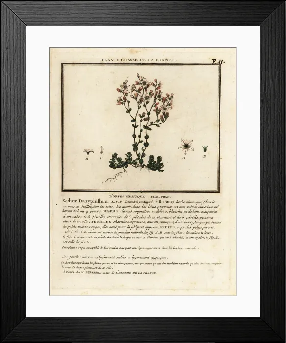 Framed Print : Corsican stonecrop, Sedum dasyphyllum Framed Print : Corsican stonecrop, Sedum dasyphyllum