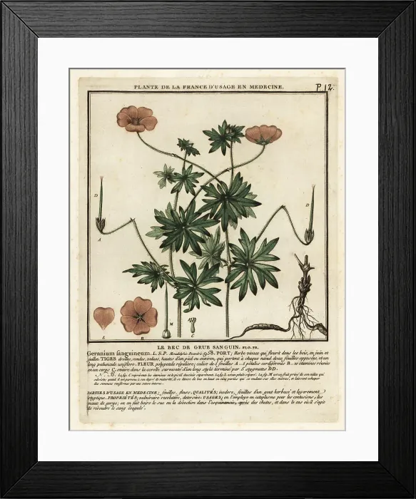 Framed Print : Bloody crane's-bill, Geranium sanguineum Framed Print : Bloody crane's-bill, Geranium sanguineum