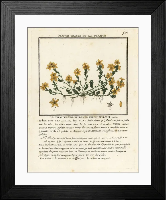 Framed Print : Goldmoss stonecrop, Sedum acre Framed Print : Goldmoss stonecrop, Sedum acre