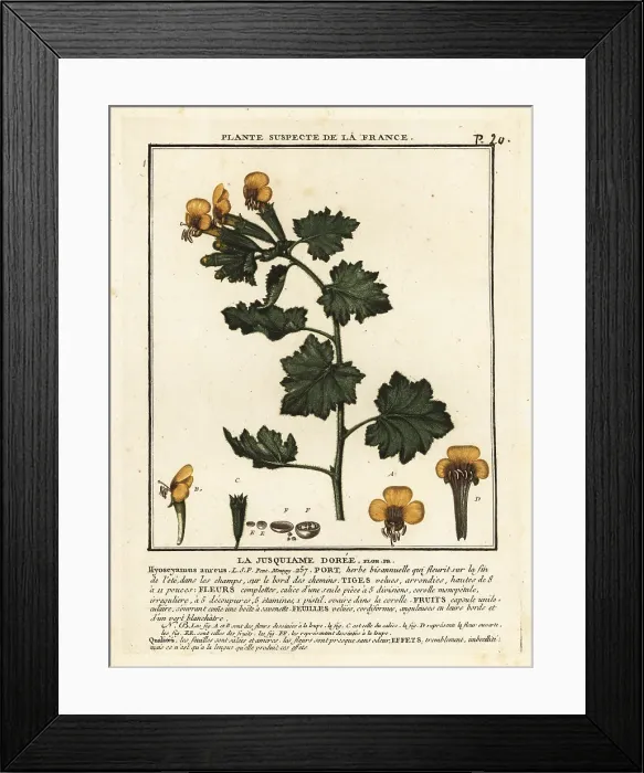 Framed Print : Golden henbane, Hyoscymus aureus Framed Print : Golden henbane, Hyoscymus aureus