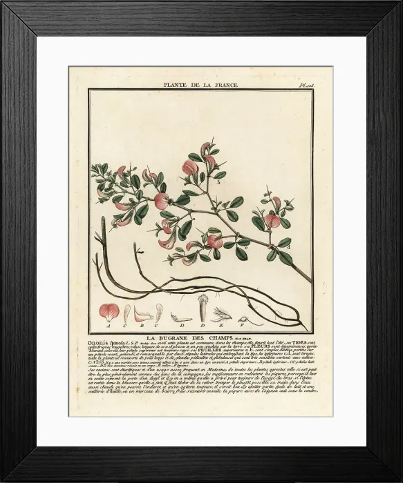 Framed Print : Spiny restharrow, La bugrane des champs, Ononis spinosa