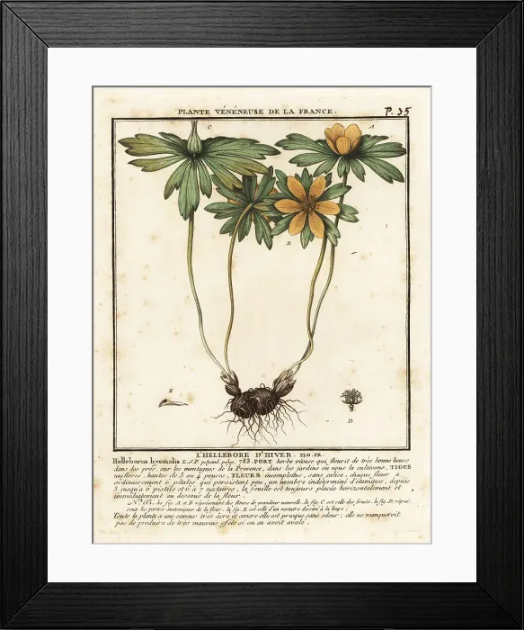 Framed Print : Winter aconite, Eranthis hyemalis