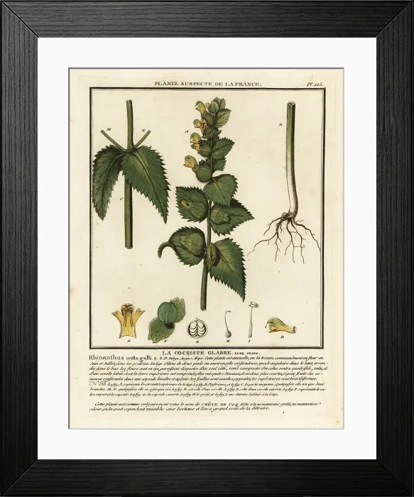 Framed Print : Cock's comb, Rhinanthus crista-galli Framed Print : Cock's comb, Rhinanthus crista-galli