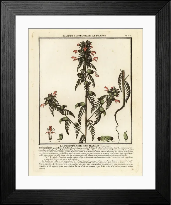 Framed Print : Marsh lousewort, Pedicularis palustris Framed Print : Marsh lousewort, Pedicularis palustris