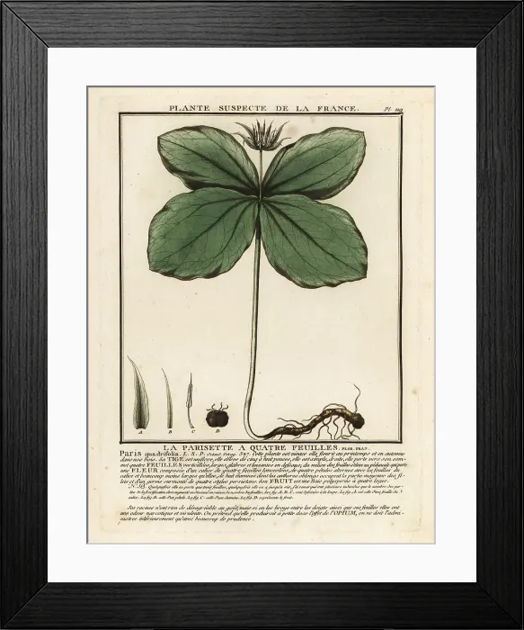 Framed Print : Herb-paris, Paris quadrifolia Framed Print : Herb-paris, Paris quadrifolia