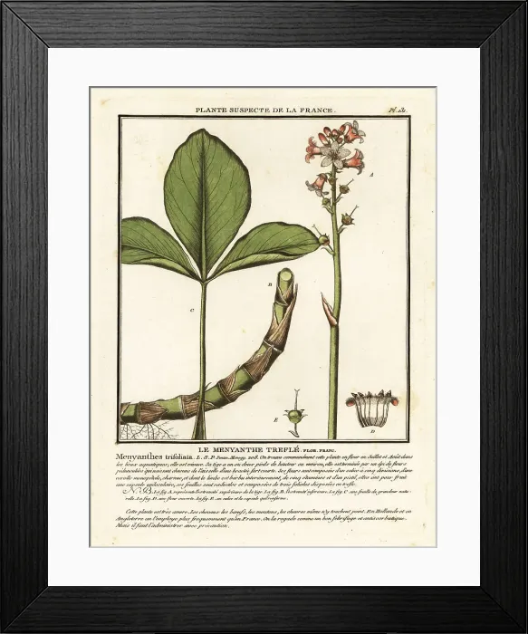 Framed Print : Buckbean, Menyanthes trifoliata Framed Print : Buckbean, Menyanthes trifoliata