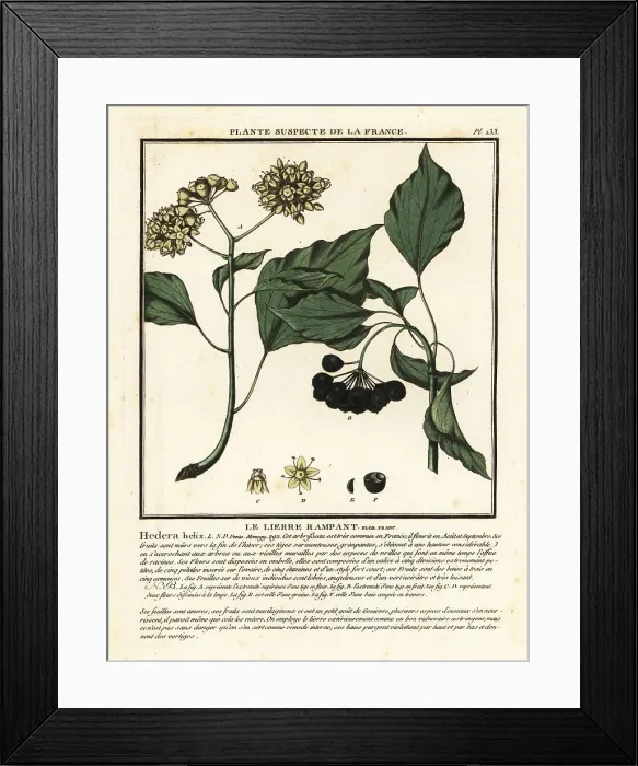 Framed Print : Common ivy, Hedera helix Framed Print : Common ivy, Hedera helix