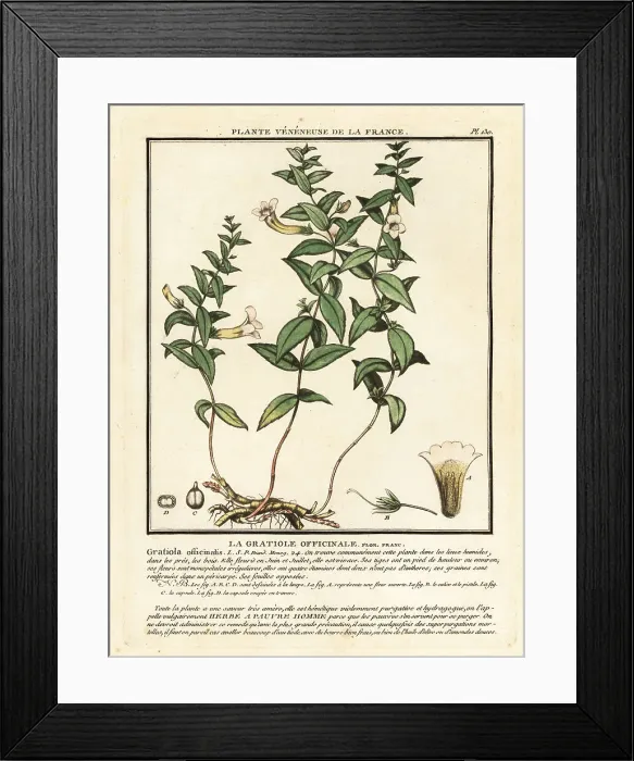 Framed Print : Herb of grace, Gratiola officinalis Framed Print : Herb of grace, Gratiola officinalis