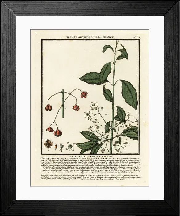 Framed Print : European spindle, Euonymus europaeus Framed Print : European spindle, Euonymus europaeus