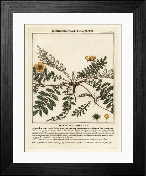 Framed Print : Silverweed, Potentilla anserina Framed Print : Silverweed, Potentilla anserina