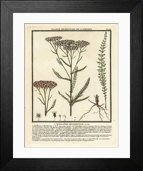 Framed Print : Yarrow, Achillea millefolium Framed Print : Yarrow, Achillea millefolium