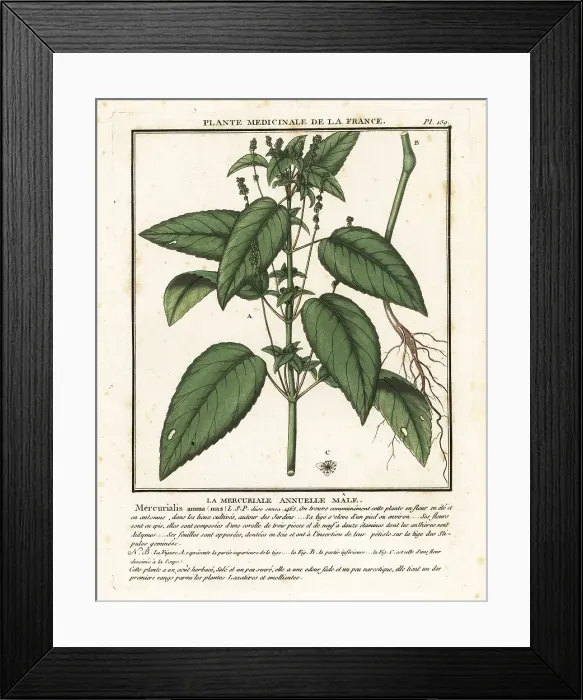 Framed Print : Annual mercury, Mercurialis annua Framed Print : Annual mercury, Mercurialis annua