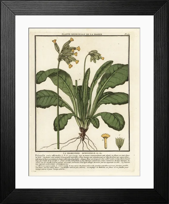 Framed Print : Common cowslip or cowslip primrose, Primula veris Framed Print : Common cowslip or cowslip primrose, Primula veris
