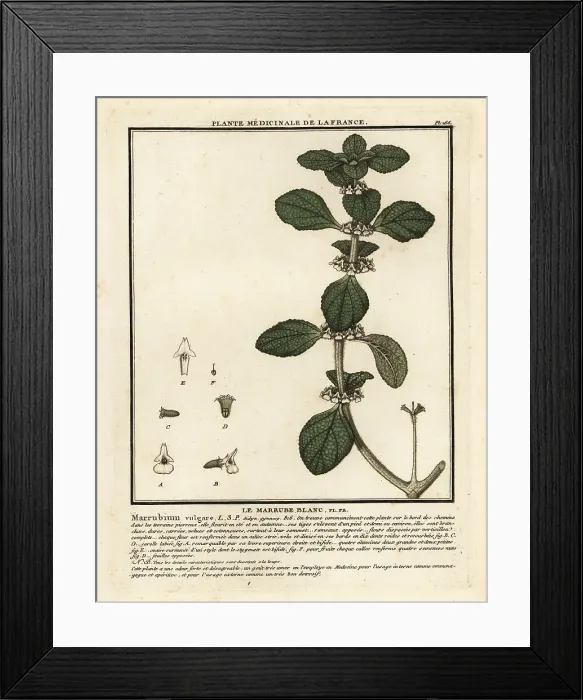 Framed Print : White horehound, Marrubium vulgare Framed Print : White horehound, Marrubium vulgare