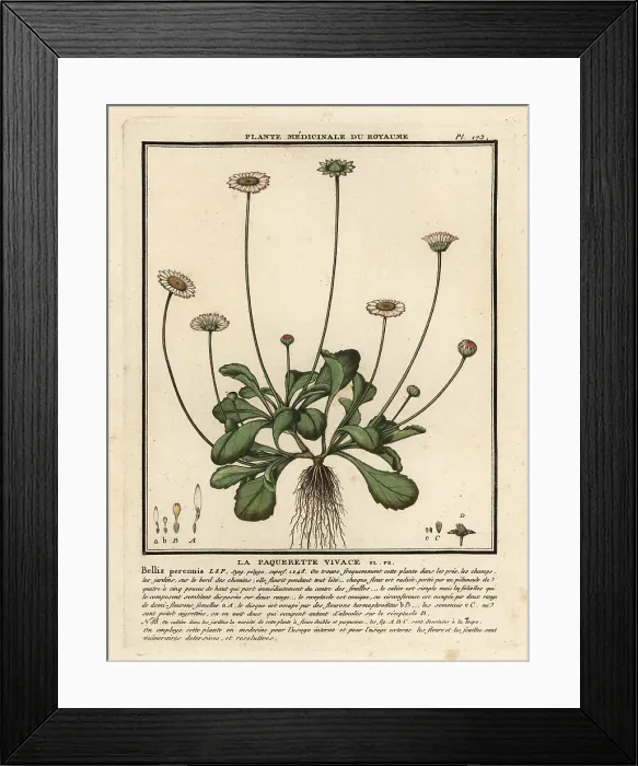 Framed Print : Common daisy, Bellis perennis Framed Print : Common daisy, Bellis perennis