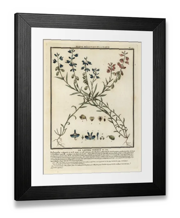 Framed Print : Common milkwort, Polygala vulgaris Framed Print : Common milkwort, Polygala vulgaris