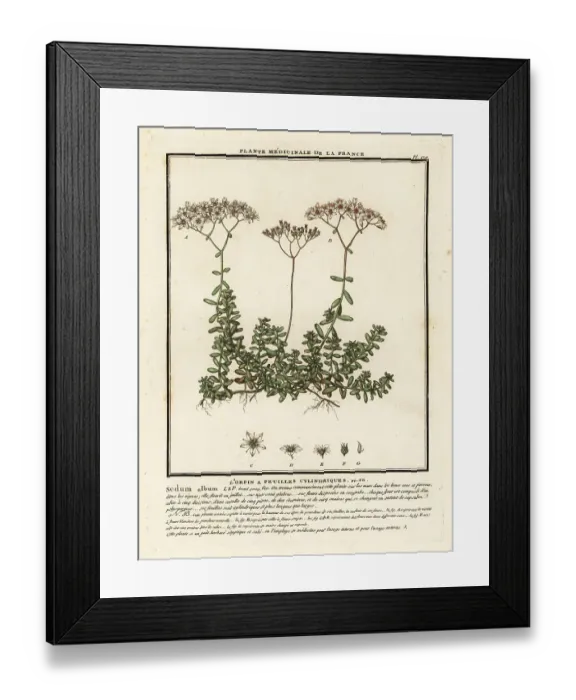 Framed Print : White stonecrop, Sedum album Framed Print : White stonecrop, Sedum album