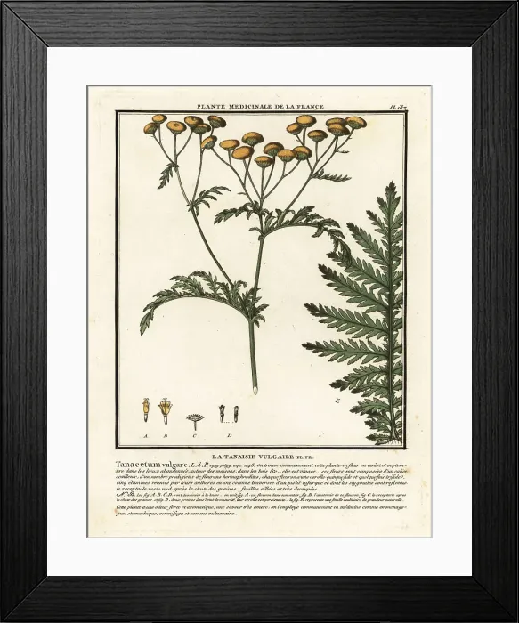 Framed Print : Common tansy, Tanacetum vulgare Framed Print : Common tansy, Tanacetum vulgare
