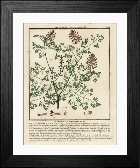 Framed Print : Common fumitory, Fumaria officinalis Framed Print : Common fumitory, Fumaria officinalis