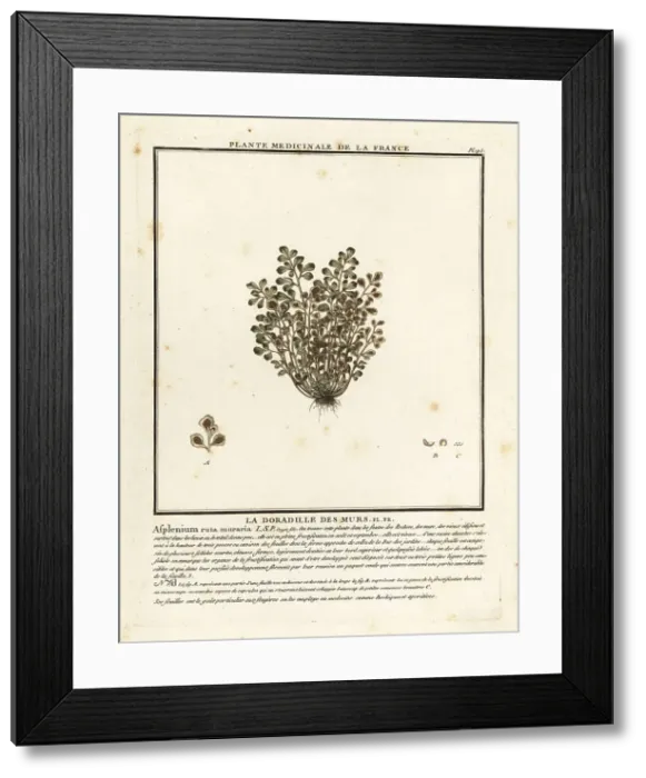 Framed Print : Wall-rue, Asplenium ruta-muraria Framed Print : Wall-rue, Asplenium ruta-muraria