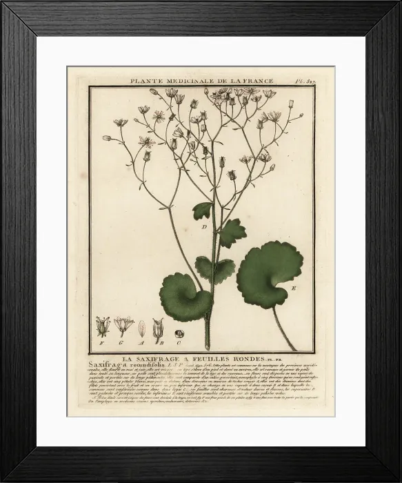 Framed Print : Round-leaved saxifrage, Saxifraga rotundifolia Framed Print : Round-leaved saxifrage, Saxifraga rotundifolia