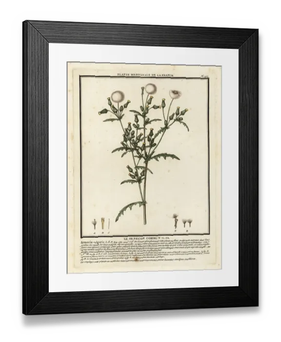 Framed Print : Groundsel, Senecio vulgaris