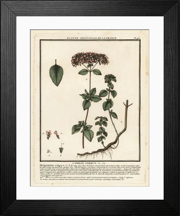 Framed Print : Oregano or wild marjoram, Origanum vulgare Framed Print : Oregano or wild marjoram, Origanum vulgare