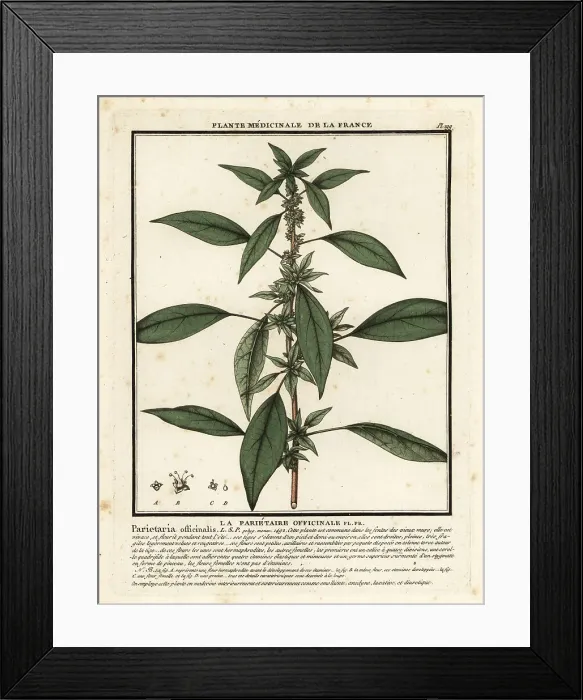 Framed Print : Eastern pellitory-of-the-wall, Parietaria officinalis Framed Print : Eastern pellitory-of-the-wall, Parietaria officinalis