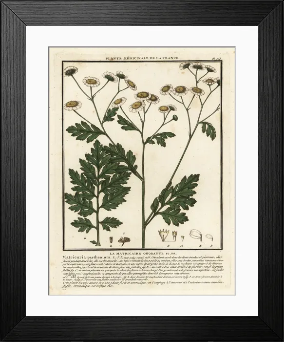 Framed Print : Feverfew, Tanacetum parthenium Framed Print : Feverfew, Tanacetum parthenium