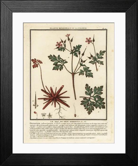 Framed Print : Herb-Robert, Geranium robertianum Framed Print : Herb-Robert, Geranium robertianum