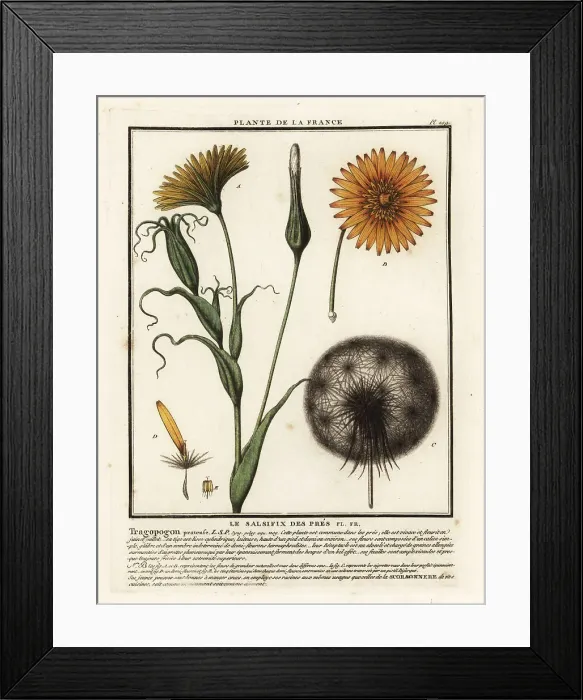 Framed Print : Meadow salsify, Tragopogon pratensis Framed Print : Meadow salsify, Tragopogon pratensis