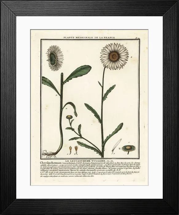 Framed Print : Ox-eye daisy, Leucanthemum vulgare Framed Print : Ox-eye daisy, Leucanthemum vulgare